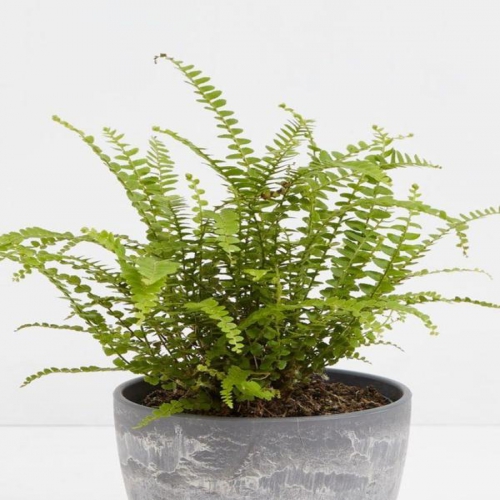 سرخس دکمه لیمو