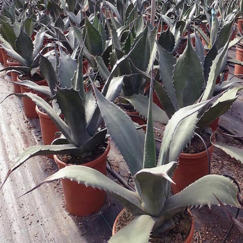 آگاو غول پیکر وحشی