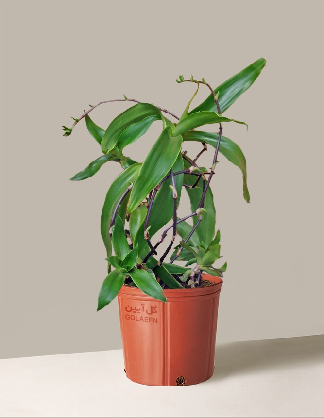 ارکیده آویز